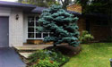 Garden Design Before