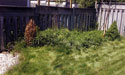 Garden Before